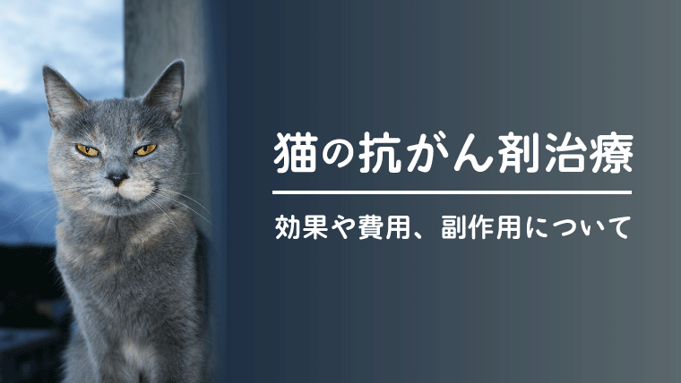 猫の抗がん剤治療 化学療法 副作用や効果 費用などを獣医師が解説