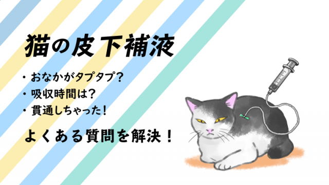 猫の点滴 皮下補液 効果や自宅での方法 吸収時間を解説 おなかが腫れる