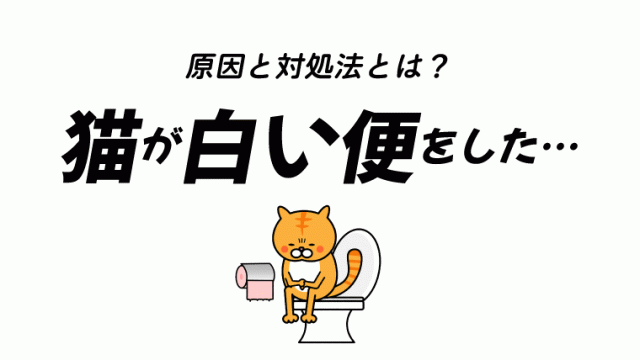 猫の下痢の原因 血が混じることも 絶食 自宅での対処法も解説