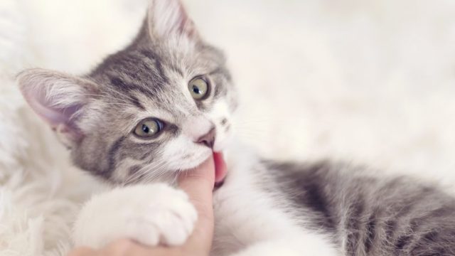 【子猫の甘噛みが治らない！】やめさせる方法・しつけとは？【いつまで続く？】
