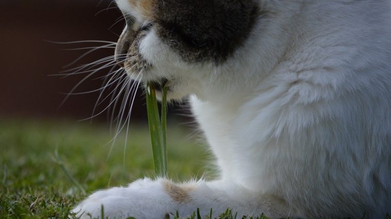猫草とは『猫が好きこのんで食べる草』