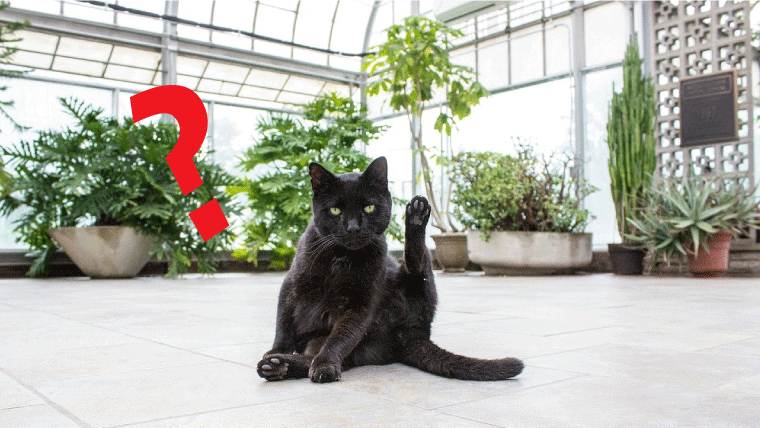 【結論】猫草は猫に必要なのか？