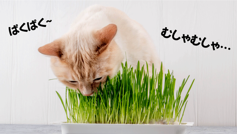 【猫草とは？必要？】猫が吐くときに食べる猫草の効果とは！？【いつからあげるべき？】