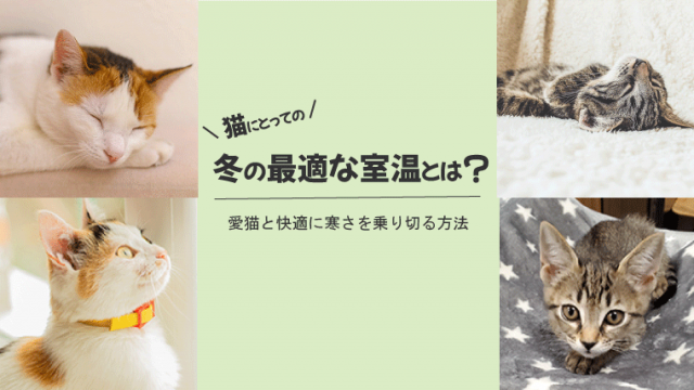 簡単】猫の適正体重を知る方法【BCSという指標で健康に過ごそう】