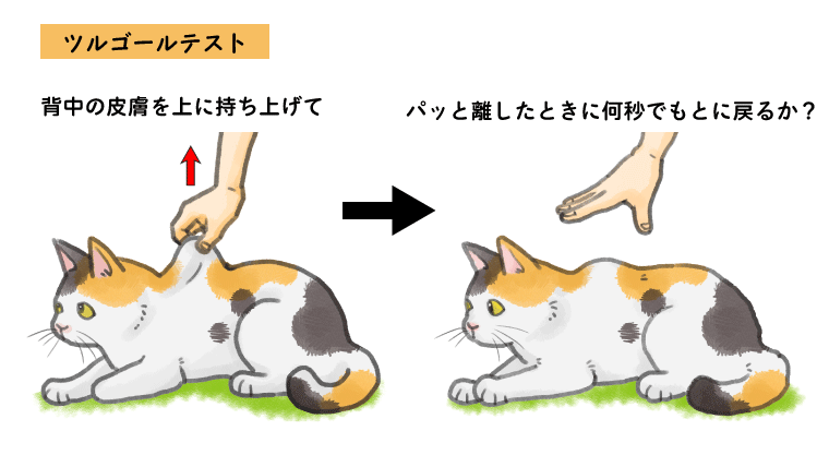 猫の脱水症状 確認方法や原因と対策などを獣医師が解説