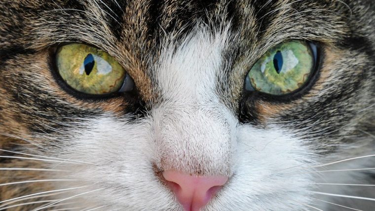 猫の瞬膜とは『目頭から出ている白い膜』