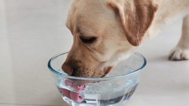 【犬が水を飲むとむせる】原因や対策を獣医師が解説！【子犬、老犬は注意】