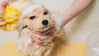 犬の爪から血が出た 応急処置と止血剤がないときの代用法