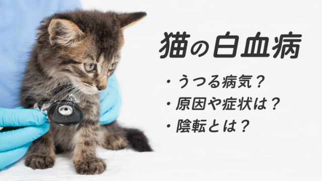 【猫の白血病】猫白血病ウイルス感染症（FeLV）の原因や症状、寿命などを解説！