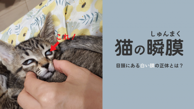 【猫の瞬膜とは？】目の白い膜は具合が悪いサイン！？【戻らない、赤いときの対処法】