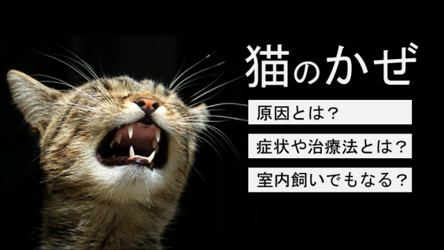 猫の肥大型心筋症】症状や治療法、自宅でのケアなどを獣医師が解説