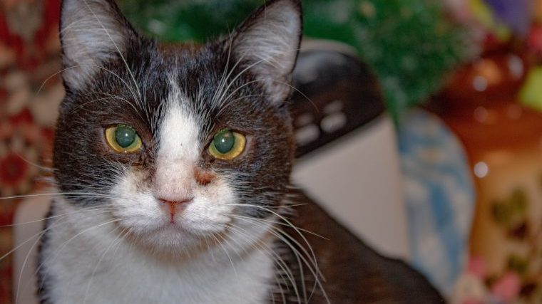 猫の目から涙が…『流涙症』について原因や治療法を獣医師が解説！