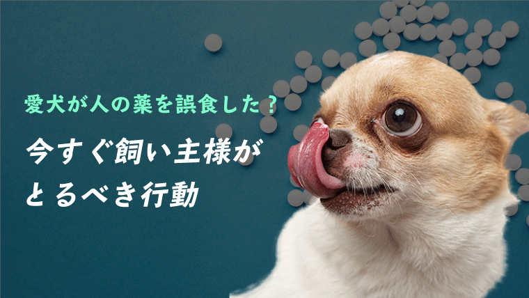 犬が人の風邪薬を誤食！イブプロフェン・アセトアミノフェンなど鎮痛解熱剤は危険！