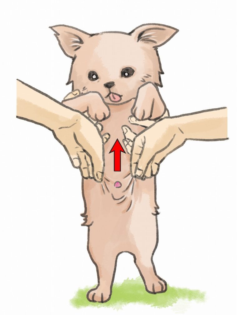 犬の赤チンが戻らない チンが出る理由や戻し方を画像を用いて解説 まりも動物病院