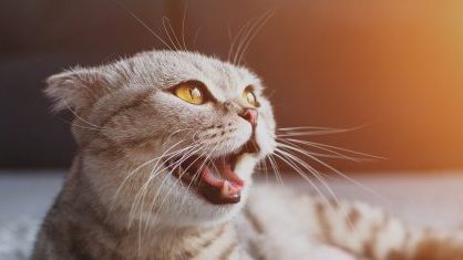 猫が過剰に（異常に）鳴く5つの理由【過剰発声】