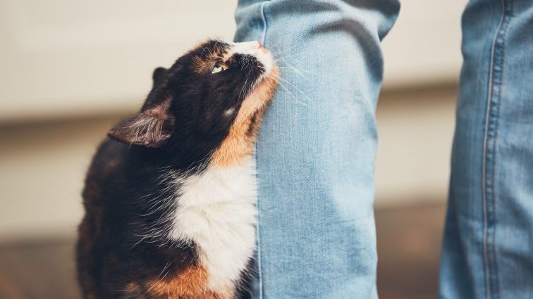 【猫の分離不安症とは？】症状や治療法・対策などを獣医師が解説！