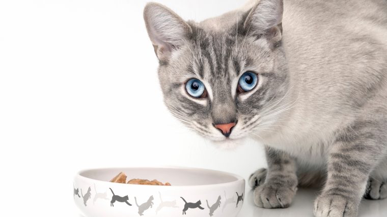 猫が血尿をしているとき、動物病院に行くタイミングとは？