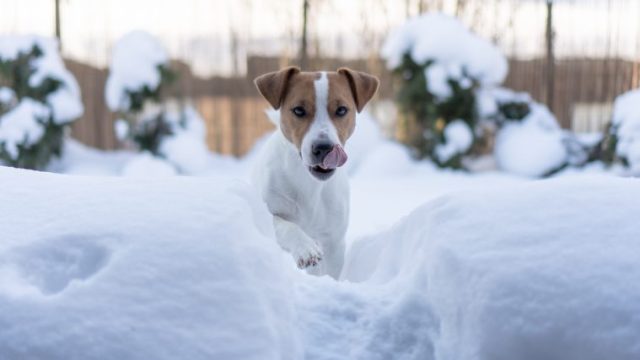 愛犬が融雪剤を食べた！踏んだ！症状や対処法、対策を獣医師が解説