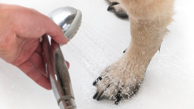 犬が融雪剤をなめた・踏んだときの対処法