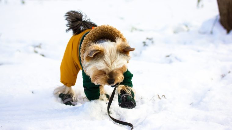 愛犬の冬場のお散歩対策