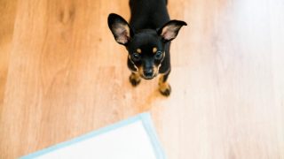 犬の尿の色が変な理由 7つの色別に解説 健康な尿色とは