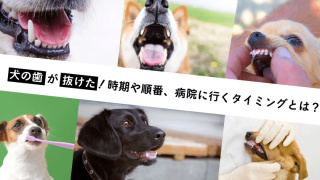 犬の抜歯を後悔している方へ 抜歯後の生活で気をつけること3つ