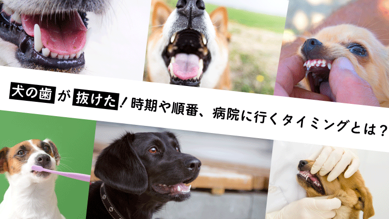 犬の歯が抜けた 時期や順番 動物病院に行くタイミングとは