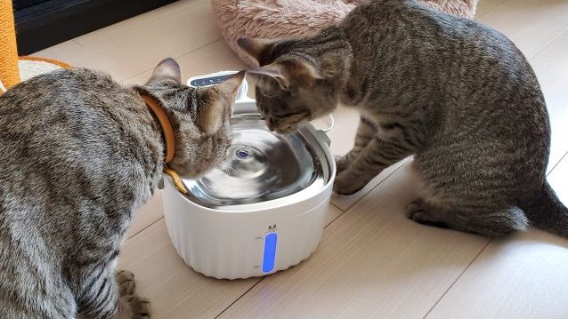 猫用の自動給水器を購入！おすすめポイント