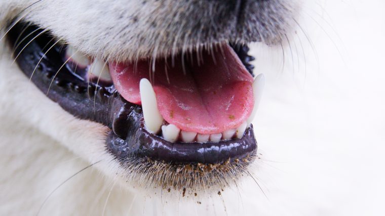 犬の歯が抜ける時期とは？