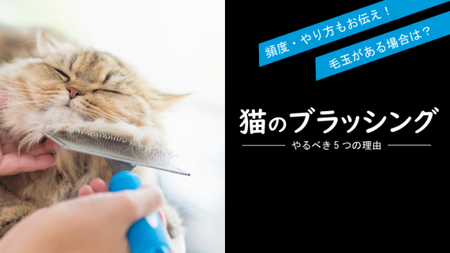 猫の肛門腺絞り 絞らないと破裂する 肛門腺絞りの頻度とは まりも動物病院