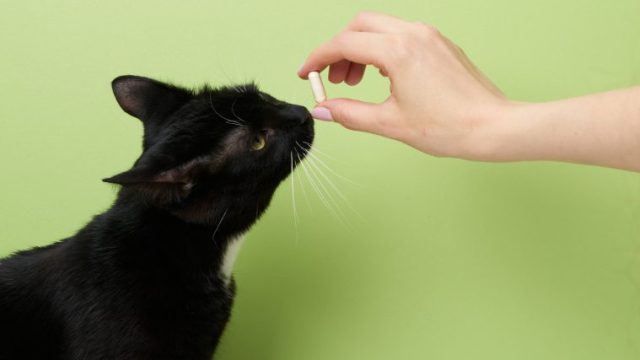 【猫が薬を飲まない…】錠剤・液体・粉の飲ませ方を獣医師が写真でお伝え！