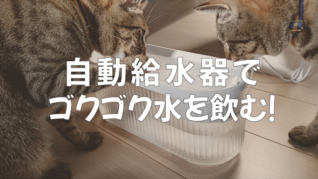 猫の肛門腺絞り 絞らないと破裂する 肛門腺絞りの頻度とは まりも動物病院