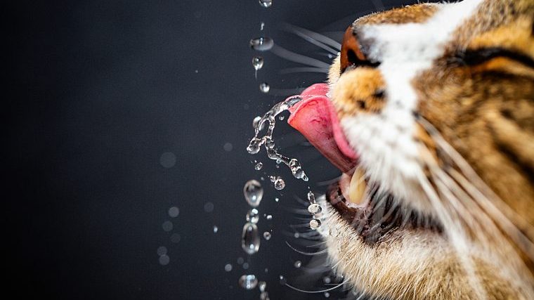 猫の水分補給は脱水・おしっこトラブル予防に大切！