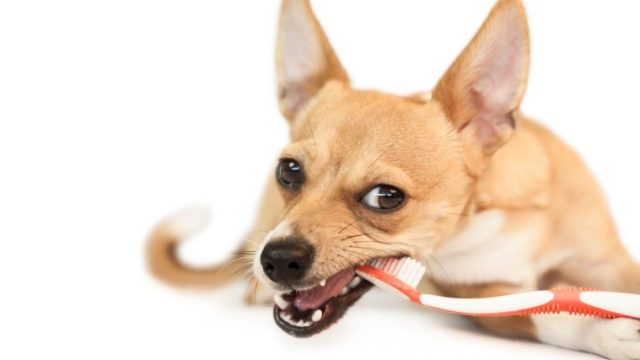 【犬の歯磨きのやり方】嫌がる時は歯磨きガムだけでいい？頻度は？などを獣医師が解説！