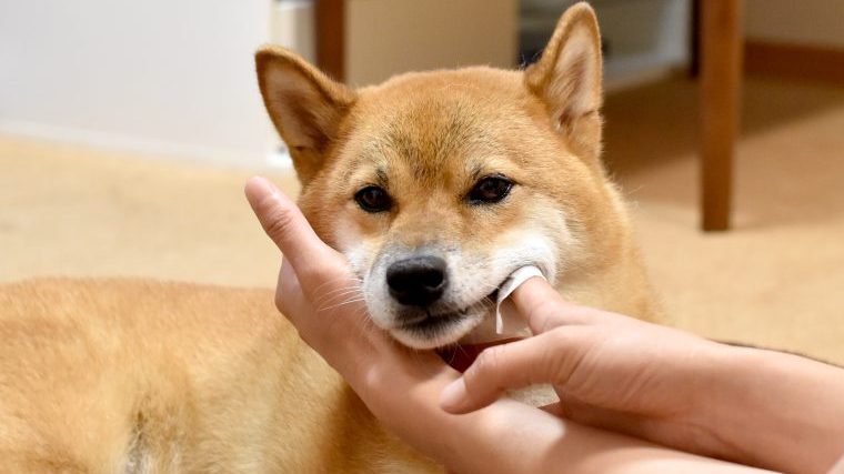 愛犬が歯磨きを嫌がる…歯みがきは不要？