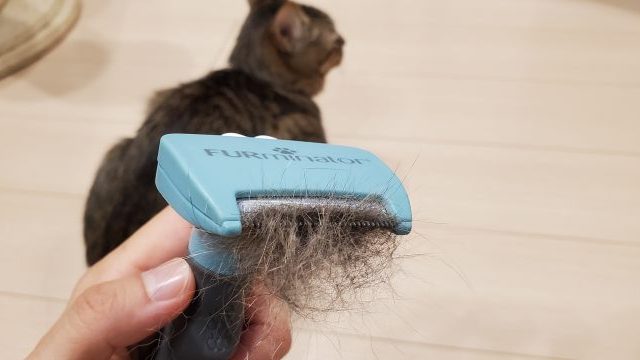 猫の抜け毛対策！ファーミネーターの使い方や頻度、口コミを獣医師がお伝え！