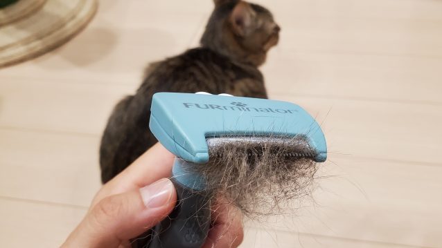 猫の抜け毛対策！ファーミネーターの使い方や頻度、口コミを獣医師がお伝え！