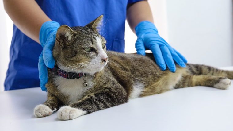 猫のトキソプラズマ症の検査と診断は難しい