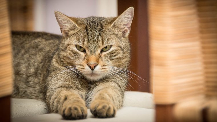 猫の血尿の原因はストレスかも？繰り返す・治らないことも多い理由を獣医師がお伝え！
