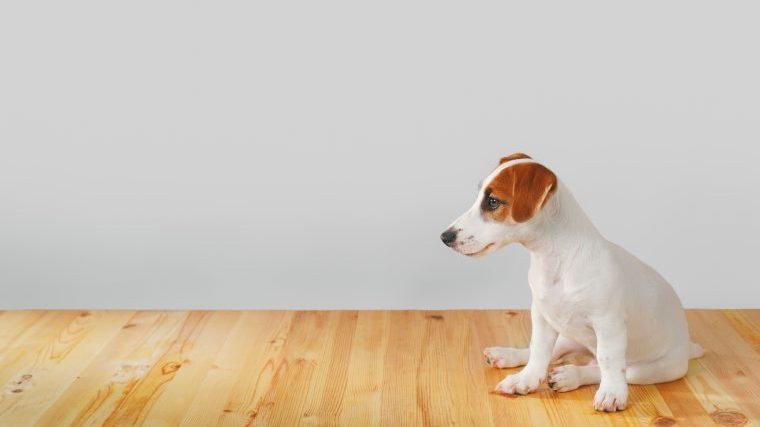 犬の前十字靭帯断裂の症状は、さまざまな程度の『跛行』