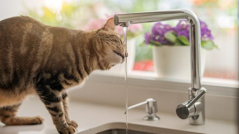 猫の下部尿路疾患の予防法～飲水させることが重要！