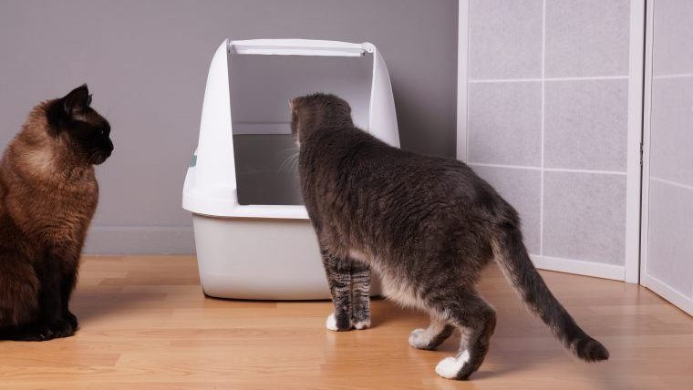 猫の下部尿路疾患（FLUTD）とは？原因や症状、対策を獣医師がお伝え！