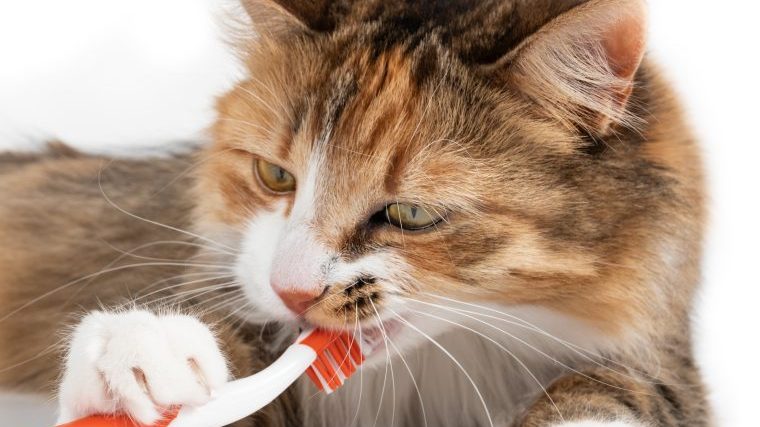 猫の歯みがきのやり方～歯ブラシでできるとよい