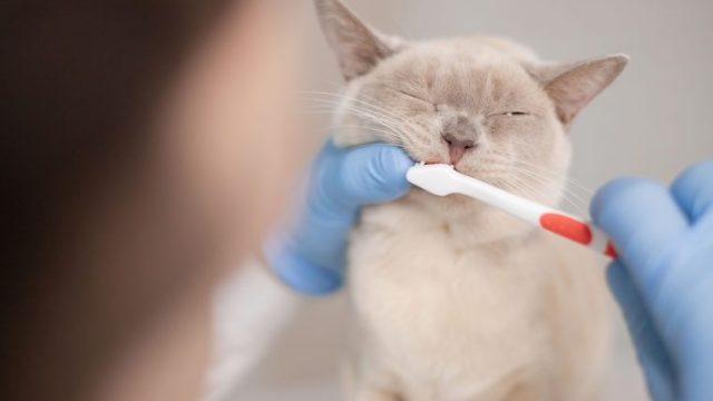 猫の歯みがきができない！？歯ブラシの必要性とやり方を獣医師がお伝え！